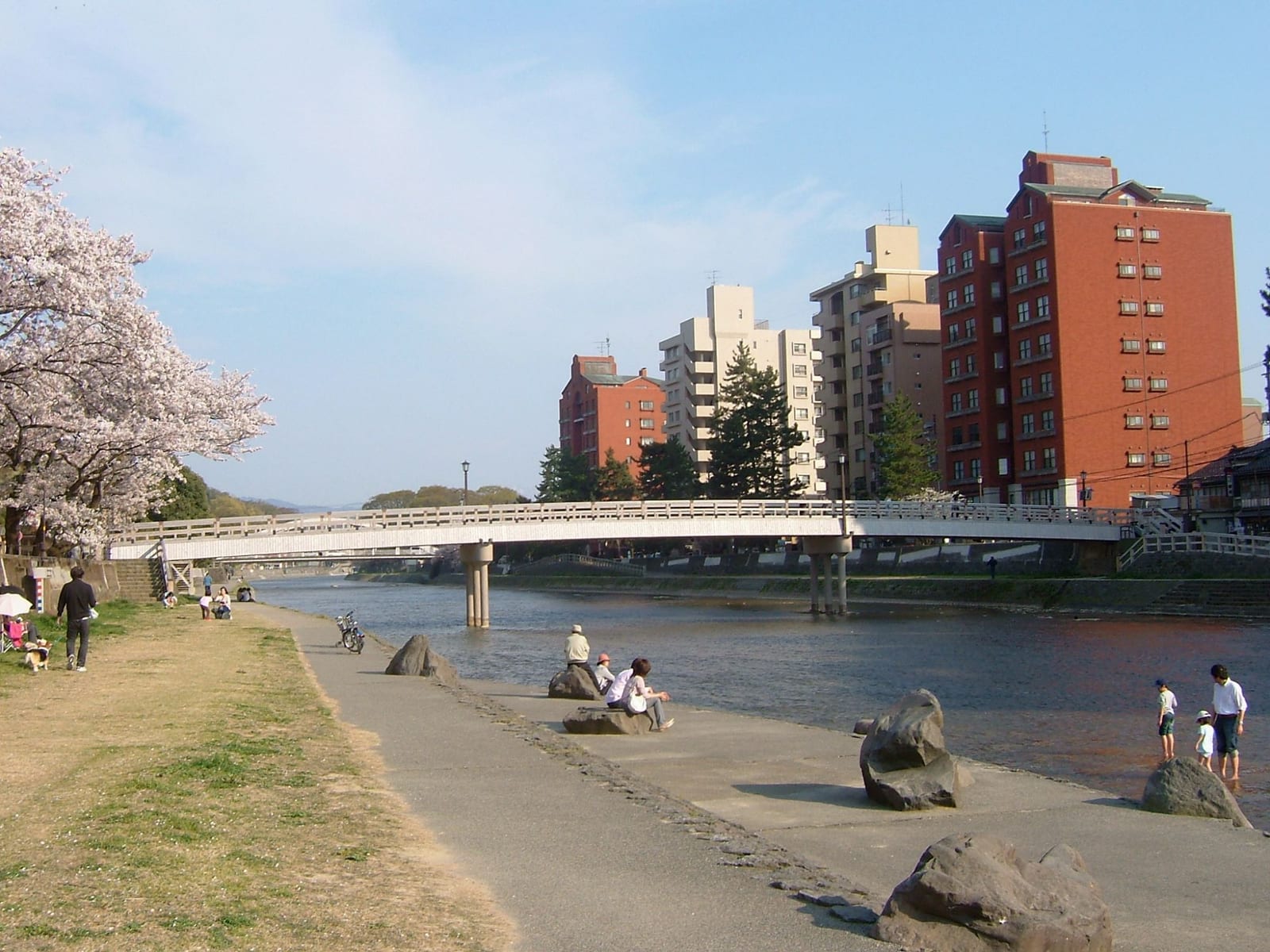 桜が咲く春の浅野川と梅ノ橋